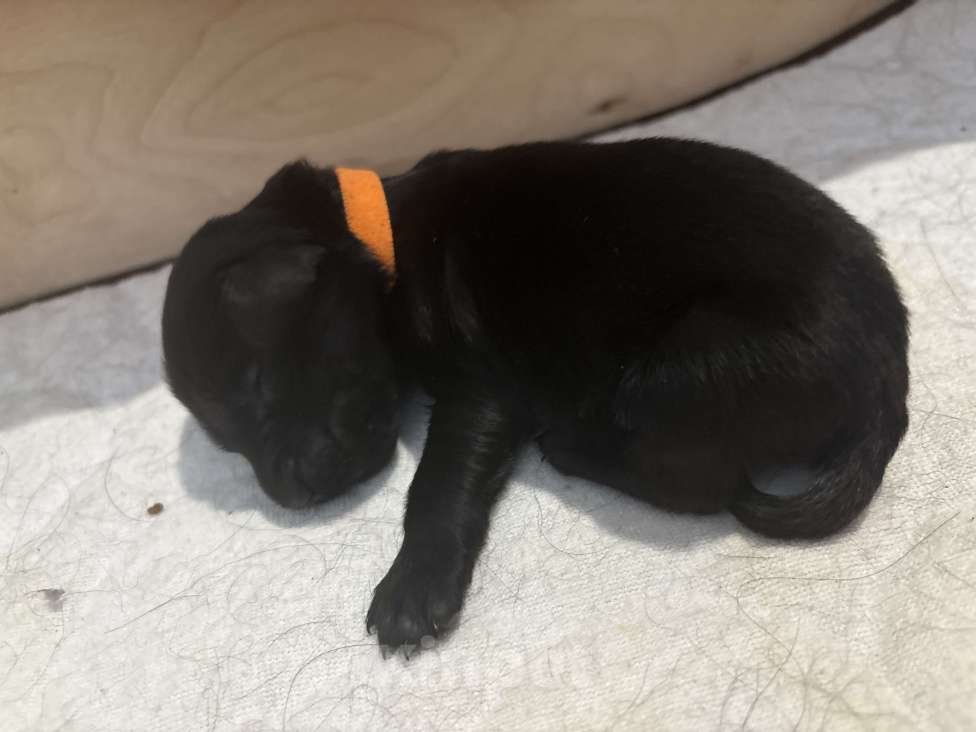 Собаки в Москве: Бронируем щенков прямошерсного ретривера флэт Девочка, 75 000 руб. - фото 4