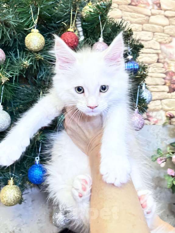 Кошки в Петергофе: Мальчик очень нежного окраса Мальчик, 45 000 руб. - фото 2