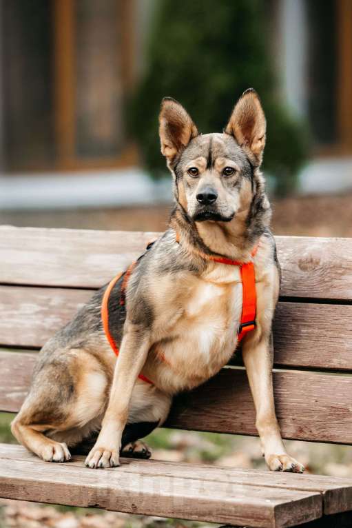 Собаки в Москве: Харизматичная Булка ищет дом Девочка, Бесплатно - фото 2