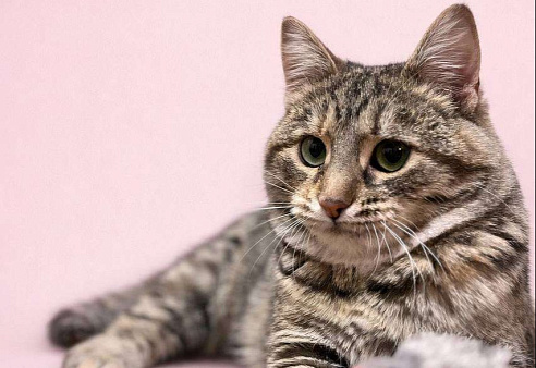 Зеленоглазая Петрушка ищет уютный дом