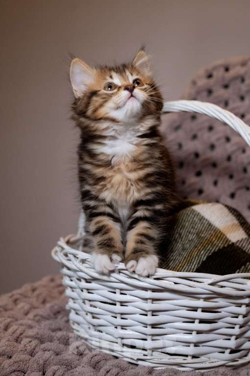 Кошки в Вологде: Курильский бобтейл котята  Девочка, 35 000 руб. - фото 2