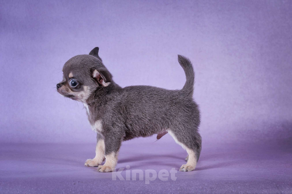 Собаки в Москве: Голубой малышок Мальчик, 65 000 руб. - фото 2