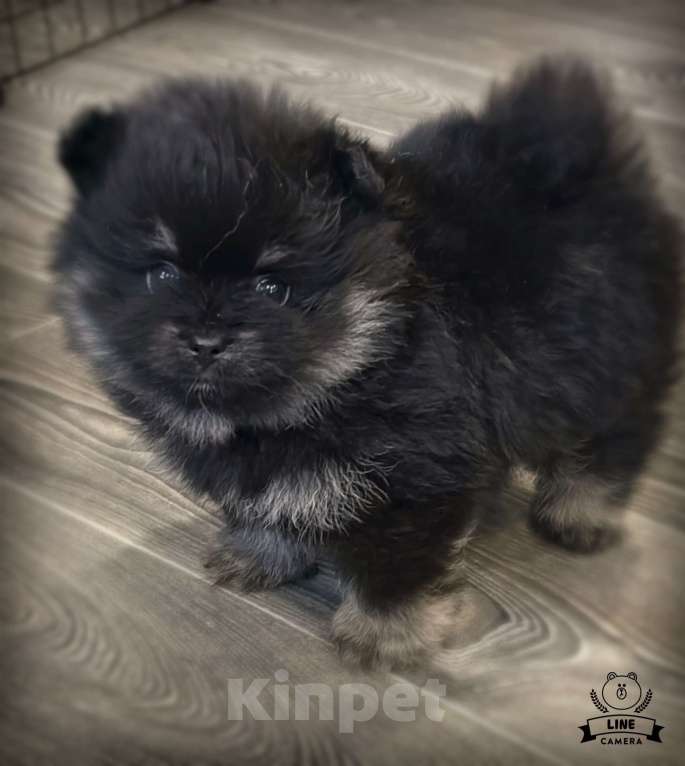 Собаки в Москве: Померанский шпиц мишка Девочка, 25 000 руб. - фото 2