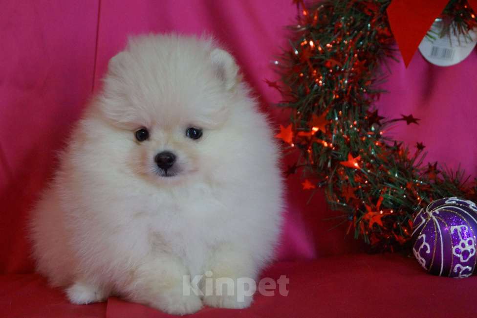 Собаки в Москве: Очаровательная девочка- померанский шпиц Девочка, 30 000 руб. - фото 4