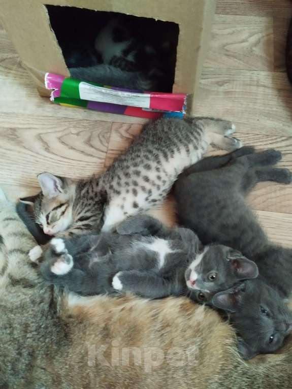 Кошки в Новосибирске: Отдам котяток Мальчик, 1 руб. - фото 4