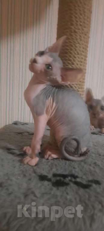 Кошки в Москве: Котята Канадского сфинкса, ласковые, игривые, замечательные  Девочка, Бесплатно - фото 6