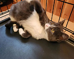 Кошки в Санкт-Петербурге: Ласковый котенок с голубой шерсткой Девочка, Бесплатно - фото 4