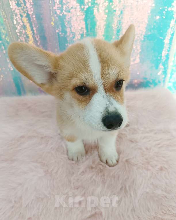 Собаки в Минеральном Воде: Щенок корги Мальчик, 40 000 руб. - фото 6