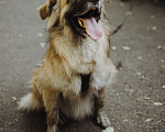Собаки в Москве: Берлин Мальчик, Бесплатно - фото 2