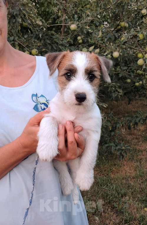 Собаки в Москве: Высокопородный щенок Джек Рассел терьера  Мальчик, Бесплатно - фото 2