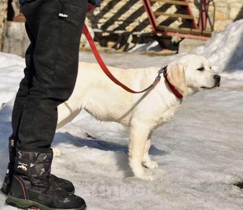 Собаки в Задонске: Девочка Лабрадора Девочка, 65 000 руб. - фото 4