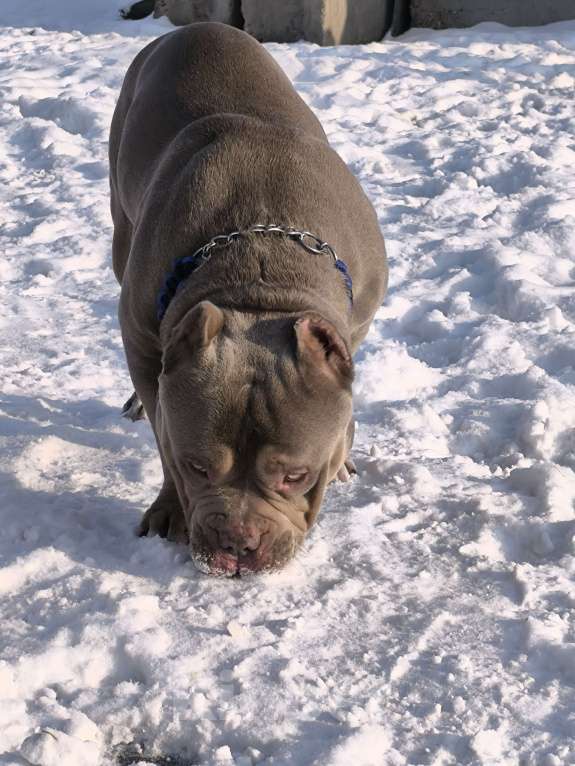 Собаки в Черногорске: Кобель на вязку Мальчик, 100 000 руб. - фото 4