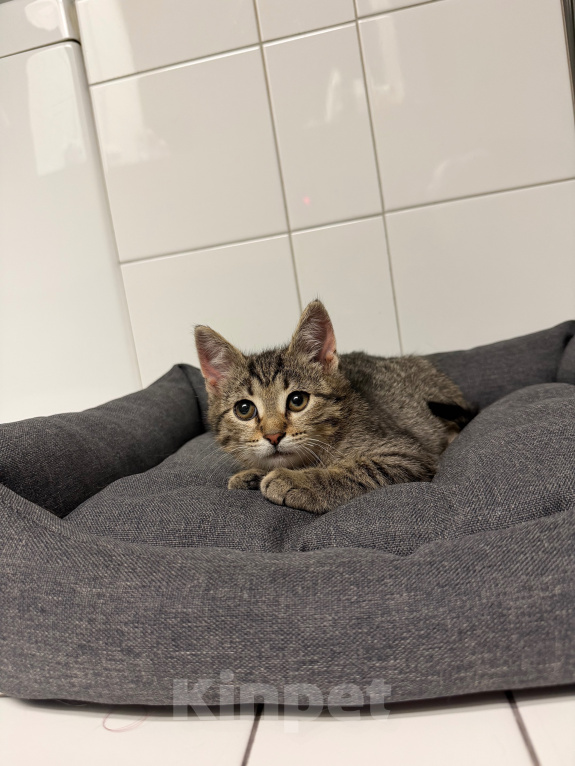 Кошки в Москве: Котенок мальчик ищет дом! Мальчик, Бесплатно - фото 3