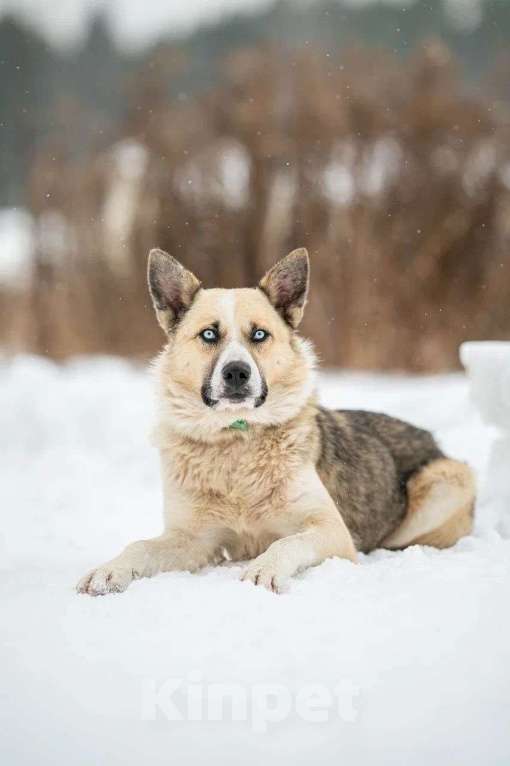 Собаки в Москве: Алмаз Мальчик, Бесплатно - фото 2