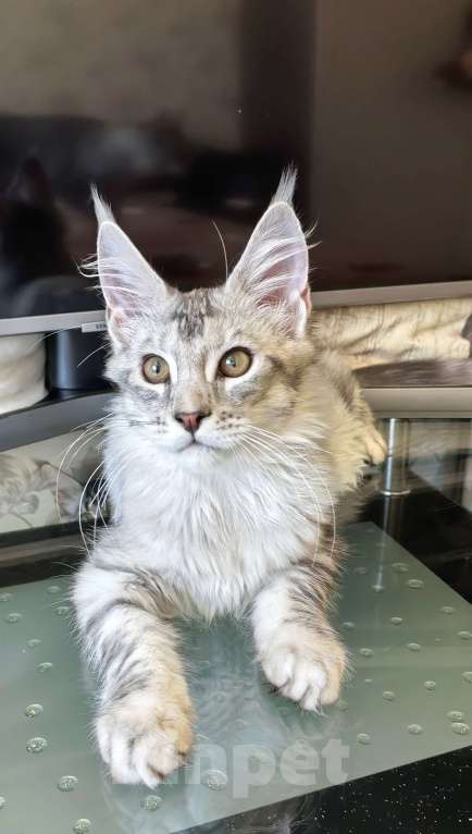 Кошки в Краснодаре: ПАНДОРА  Девочка, 50 000 руб. - фото 8