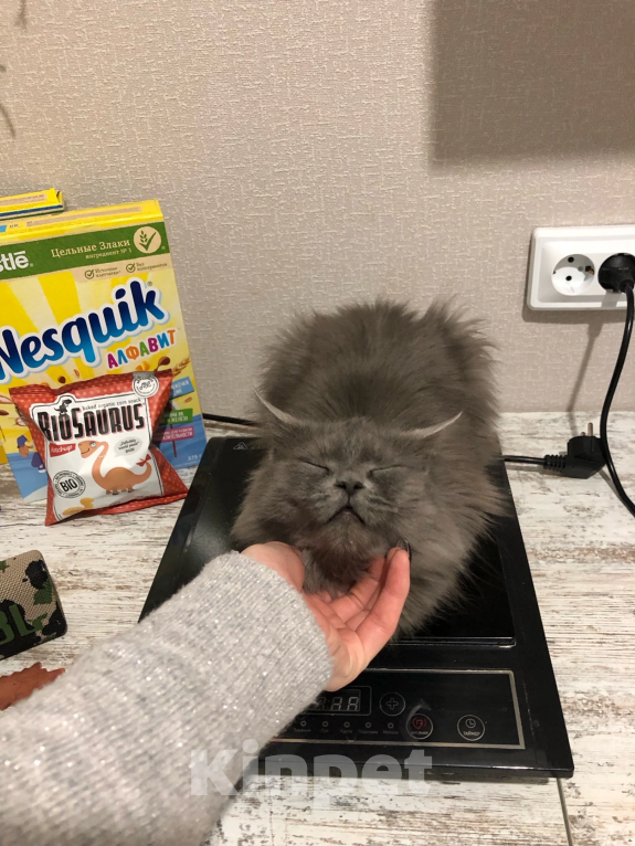 Кошки в Воронеже: Энничка Девочка, Бесплатно - фото 2