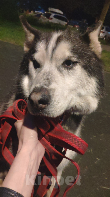 Собаки в Москве: Нашли хаски. Отрадное. Мальчик, 1 руб. - фото 2