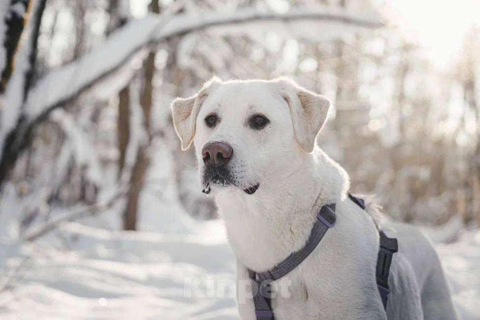 Собаки в Москве: Сахарок ищет дом Мальчик, Бесплатно - фото 2