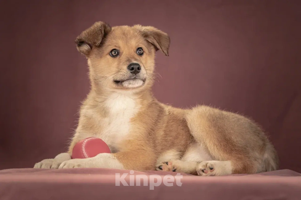 Собаки в Клине: Матео — очаровательный щенок с добрым нравом, который станет вашим лучшим другом Мальчик, Бесплатно - фото 1