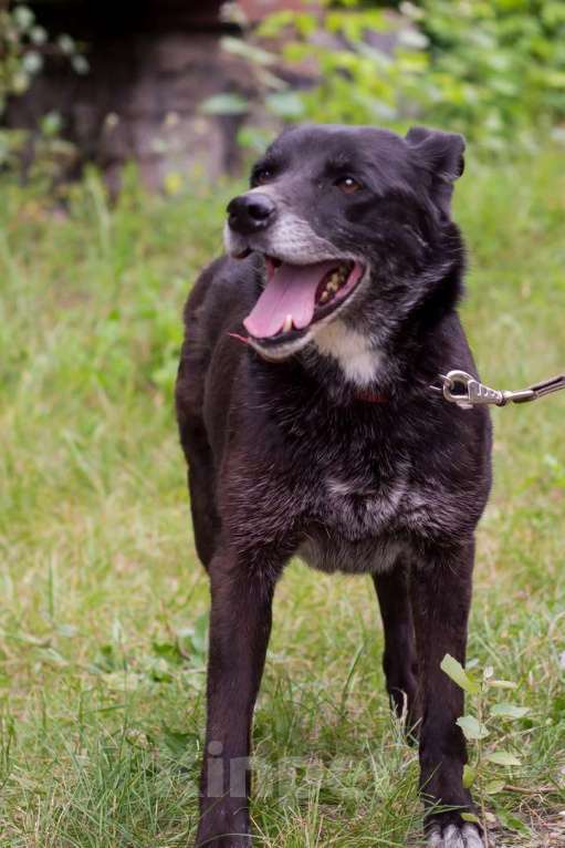 Собаки в Москве: Лина Девочка, Бесплатно - фото 4
