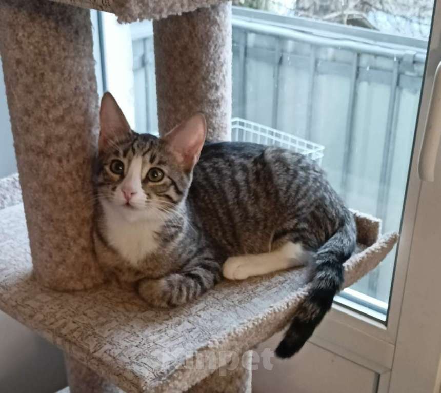 Кошки в Москве: Кошка-подросток Девочка, Бесплатно - фото 3