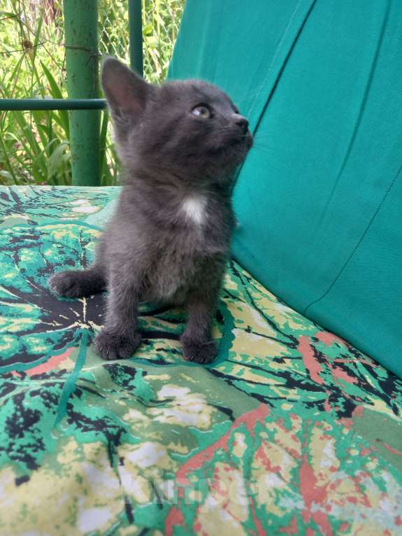 Кошки в Новомосковске: Котята в добрые руки Девочка, 100 руб. - фото 2