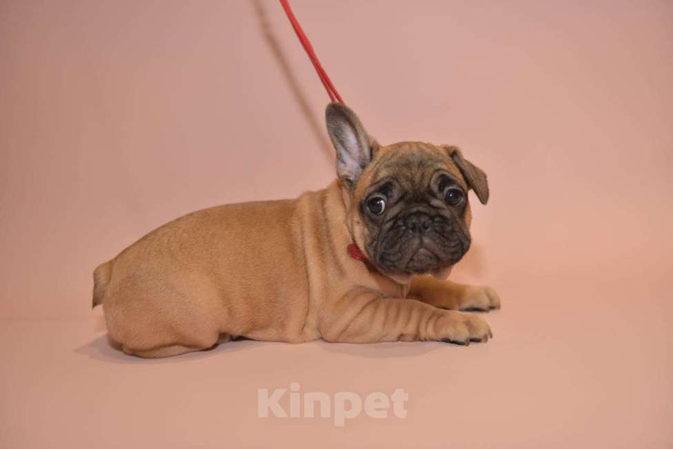 Собаки в Москве: Девочка французского бульдога  Девочка, 60 000 руб. - фото 5