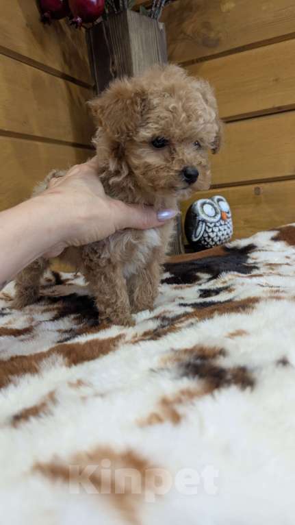 Собаки в Москве: Мальтипу мини Девочка, 90 000 руб. - фото 4