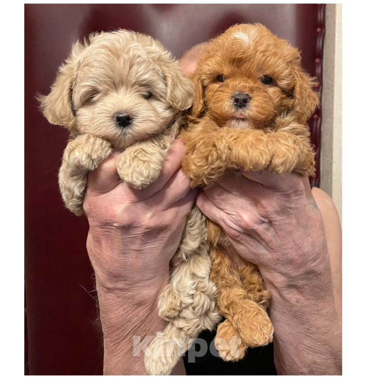 Собаки в Москве: Мальтипу щенки Мальчик, 60 000 руб. - фото 1