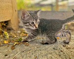 Кошки в Астрахани: Котенок девочка Девочка, Бесплатно - фото 3