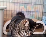 Кошки в Санкт-Петербурге: Кошечка для души с нашим полным обеспечением Девочка, Бесплатно - фото 3