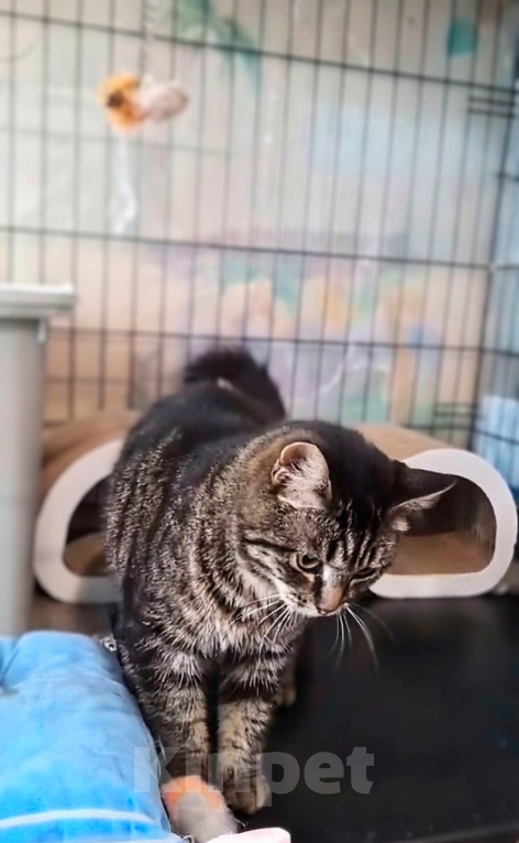 Кошки в Санкт-Петербурге: Кошечка для души с нашим полным обеспечением Девочка, Бесплатно - фото 3