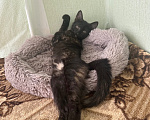Кошки в Санкт-Петербурге: котенок в добрые руки Девочка, Бесплатно - фото 5