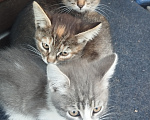 Кошки в Нижнем Новгороде: Котята Разнополые, Бесплатно - фото 1