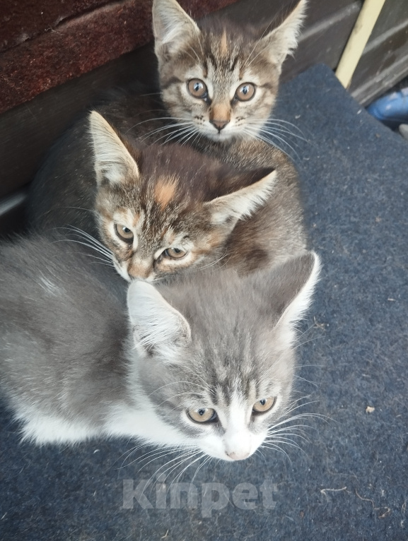 Кошки в Нижнем Новгороде: Котята Разнополые, Бесплатно - фото 1