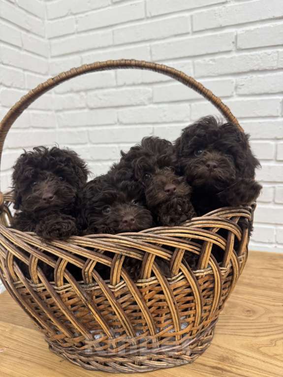 Собаки в Краснодаре: Той-пудель Девочка, 120 000 руб. - фото 1