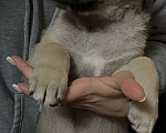 Собаки в Уфе: Щенки в добрые руки Мальчик, 10 руб. - фото 1
