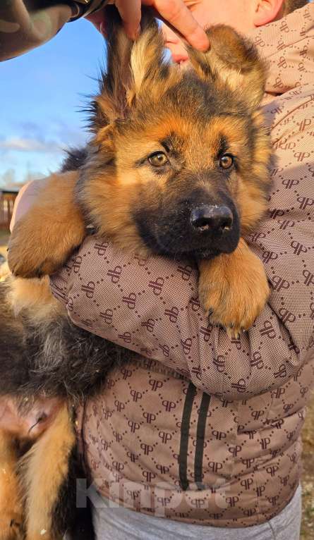 Собаки в Москве: Щенки немецкой овчарки  Мальчик, 30 000 руб. - фото 3