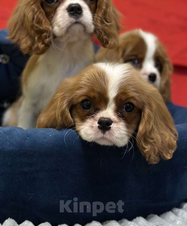 Собаки в Санкт-Петербурге: Щенки кавалер Кинг чарльз спаниеля  Мальчик, 100 000 руб. - фото 1