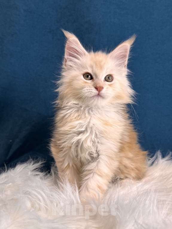 Кошки в Москве: Котенок мейн-кун, мальчик , шадед линия Мальчик, Бесплатно - фото 3