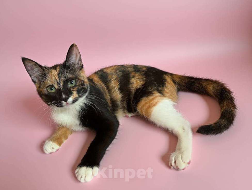 Кошки в Москве: котенок Милли ищет дом Девочка, Бесплатно - фото 6