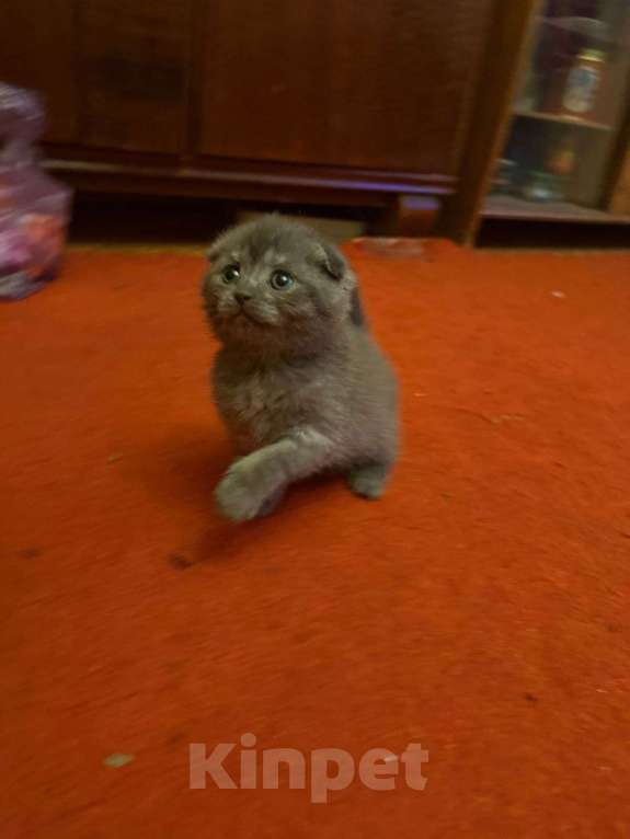 Кошки в Москве: Шотландская вислоухая кошка котенок Мальчик, 15 000 руб. - фото 9