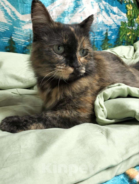 Кошки в Дмитрове: Черепашка Барабулька ищет дом. Девочка, Бесплатно - фото 9