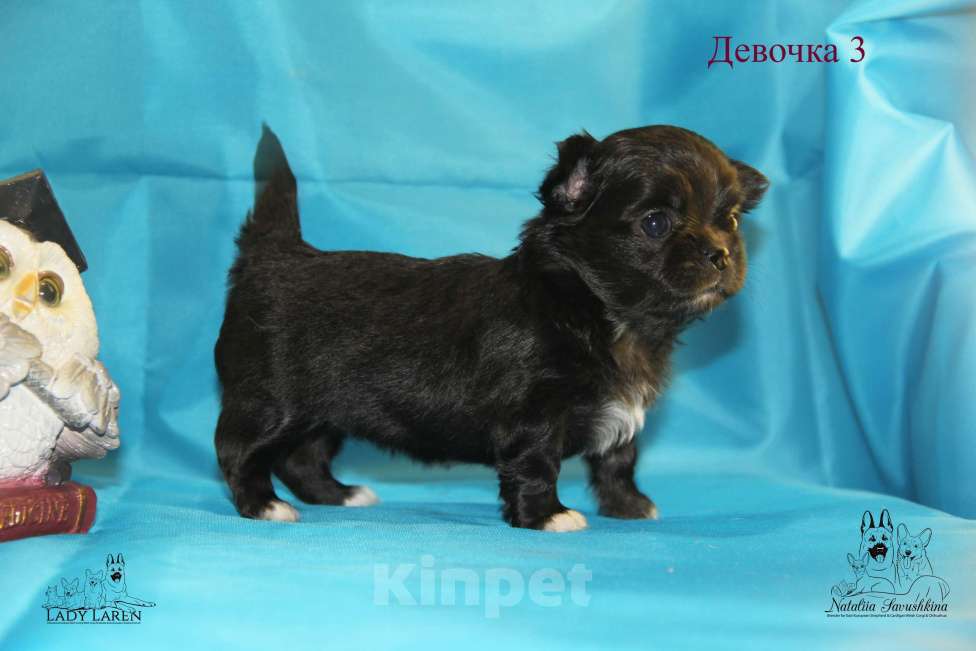 Собаки в Москве: Щенки чихуахуа Мальчик, Бесплатно - фото 8