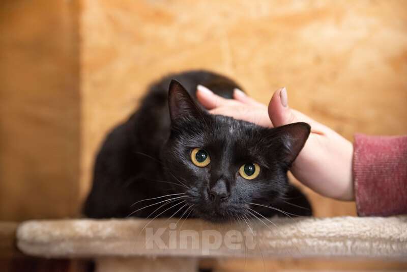 Кошки в Москве: Общительный и галантный кот Базиль ищет хозяина Мальчик, 1 руб. - фото 5