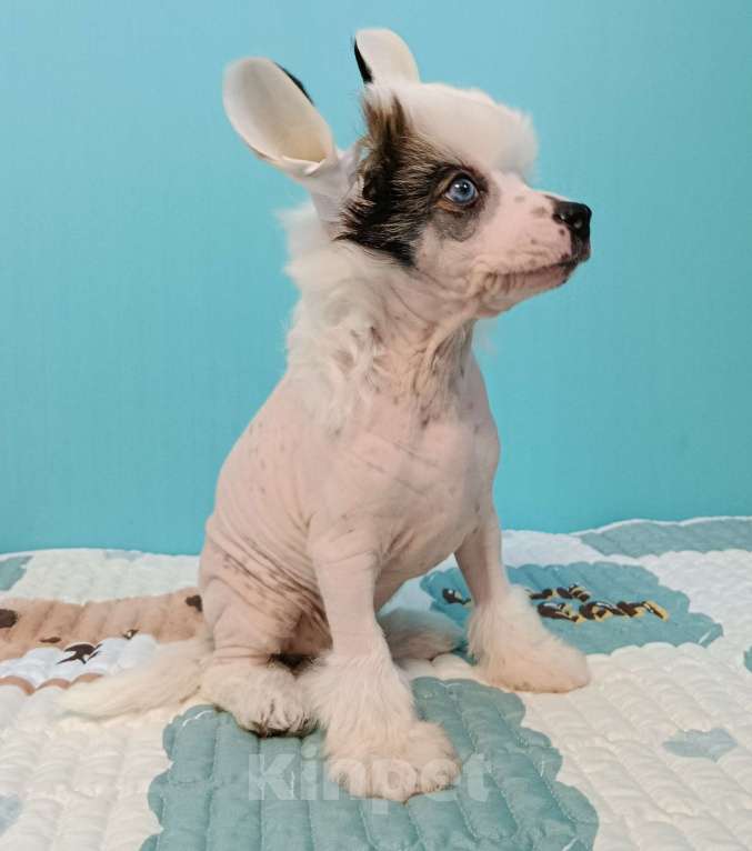 Собаки в Волгограде: Голубоглазый блондин Мальчик, Бесплатно - фото 4