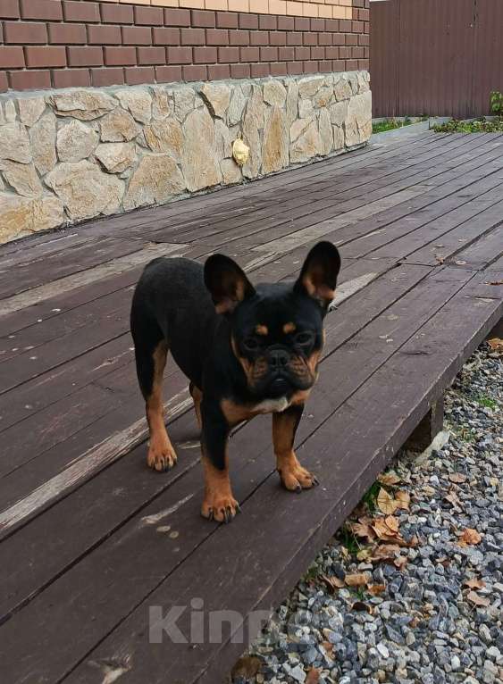 Собаки в Тюмени: французский бульдог мальчик Мальчик, Бесплатно - фото 4