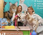 Кошки в Москве: Рэгдолл девочка-котенок Девочка, 75 000 руб. - фото 4