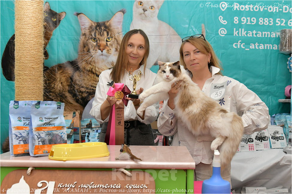Кошки в Москве: Рэгдолл девочка-котенок Девочка, 75 000 руб. - фото 4