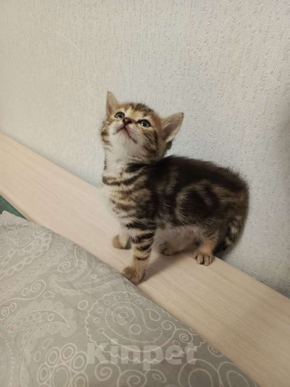 Кошки в Новосибирске: Мраморные котията  Мальчик, 7 000 руб. - фото 3